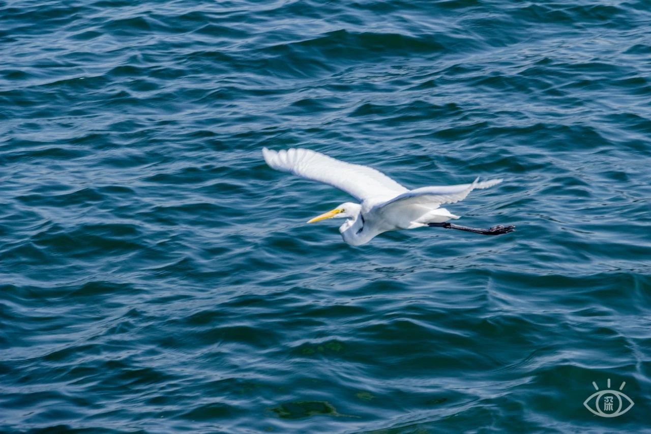 深圳绝美小岛景点介绍,深圳有哪些绝美的海景