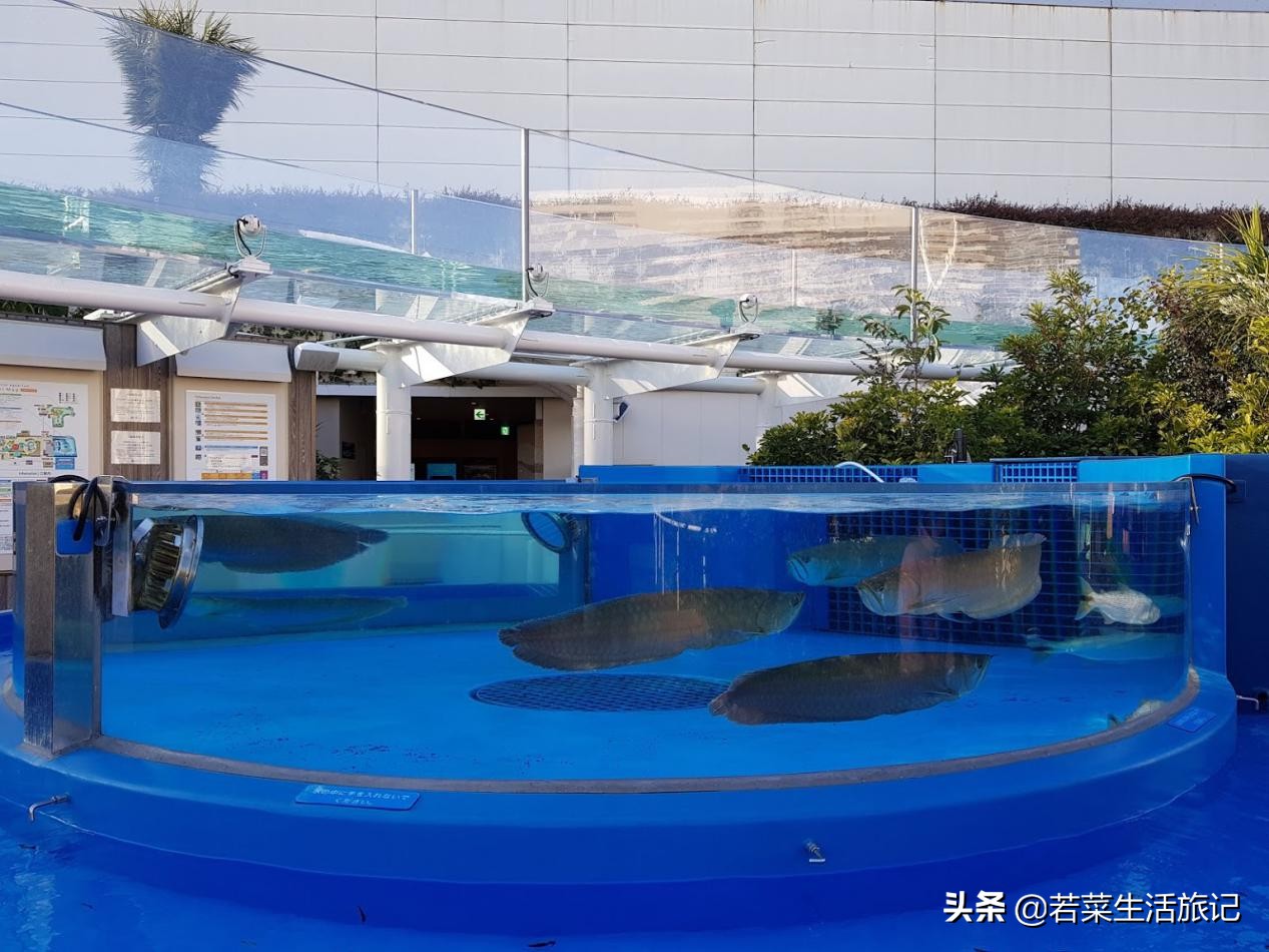 东京宝可梦中心购物,东京精灵宝可梦