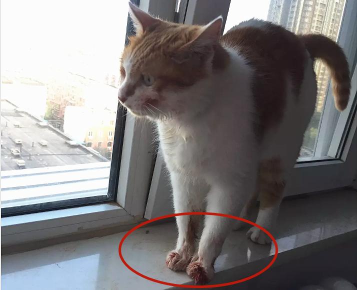 给猫驱虫项圈,猫戴驱虫项圈有用吗