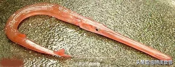 32种经典寿司做法视频,寿司常用的鱼