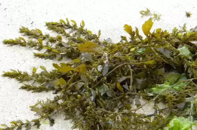 防城港怎么吃海鲜便宜不被坑,防城港干货海鲜有哪些