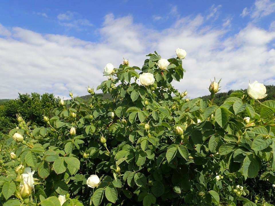 好用的纯露品牌推荐,现在哪个牌子的纯露好
