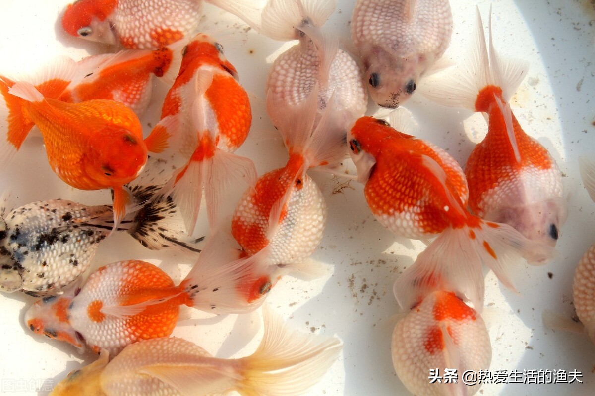 金鱼产卵后多久可以换水,金鱼产卵自己吃掉怎么办