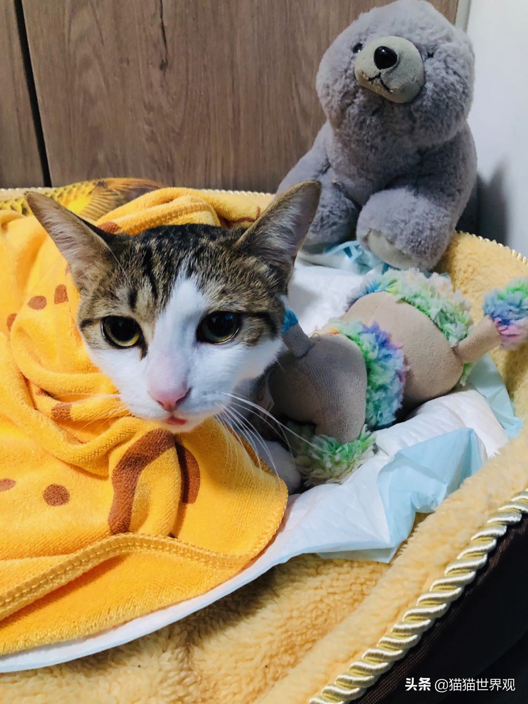 猫咪绝育手术后该如何护理才正确,猫咪绝育手术全过程母猫