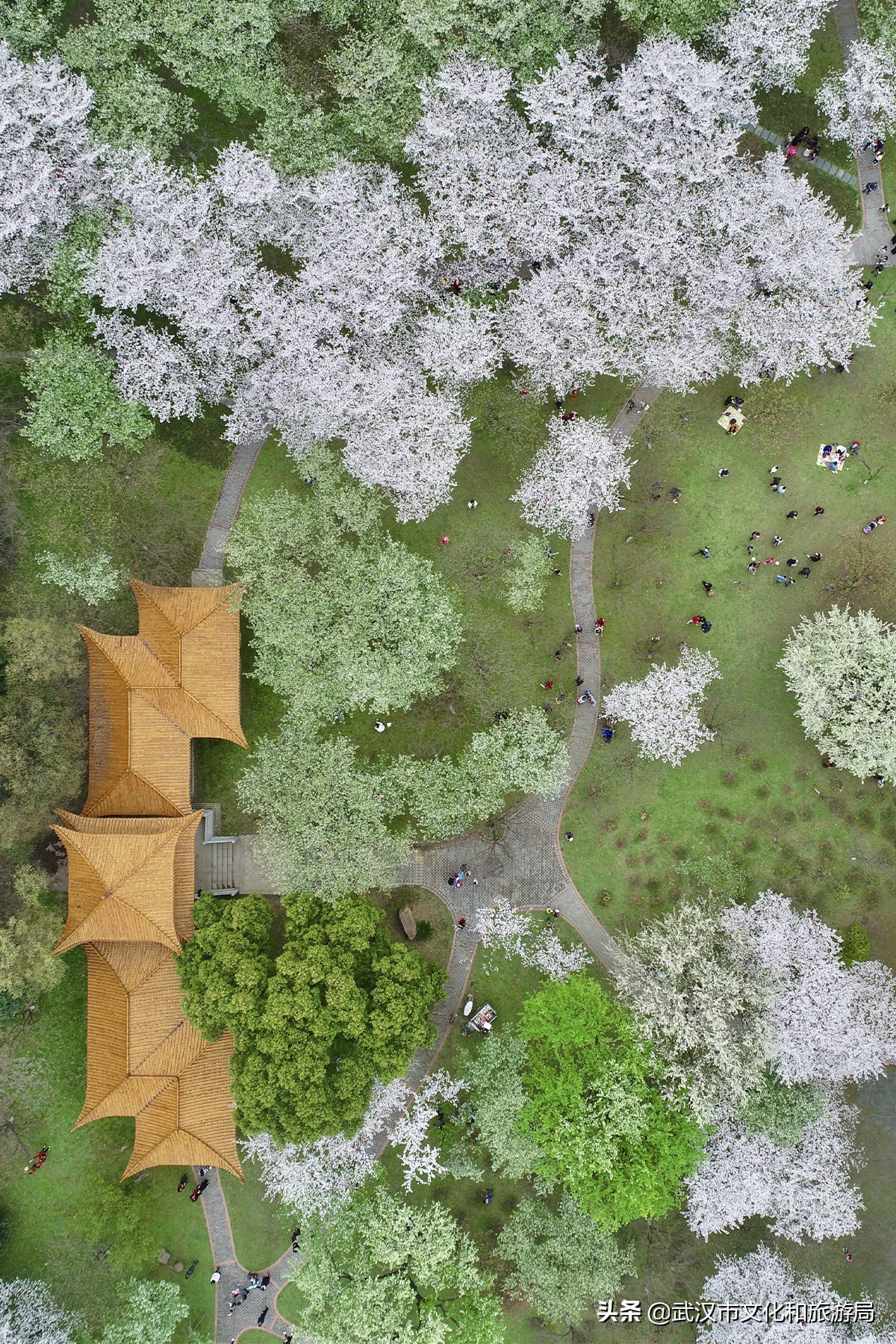 十大赏樱花胜地,武汉免费赏樱地推荐