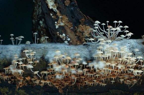 真菌是一类什么样的生物呢？真菌究竟是植物还是动物呢？