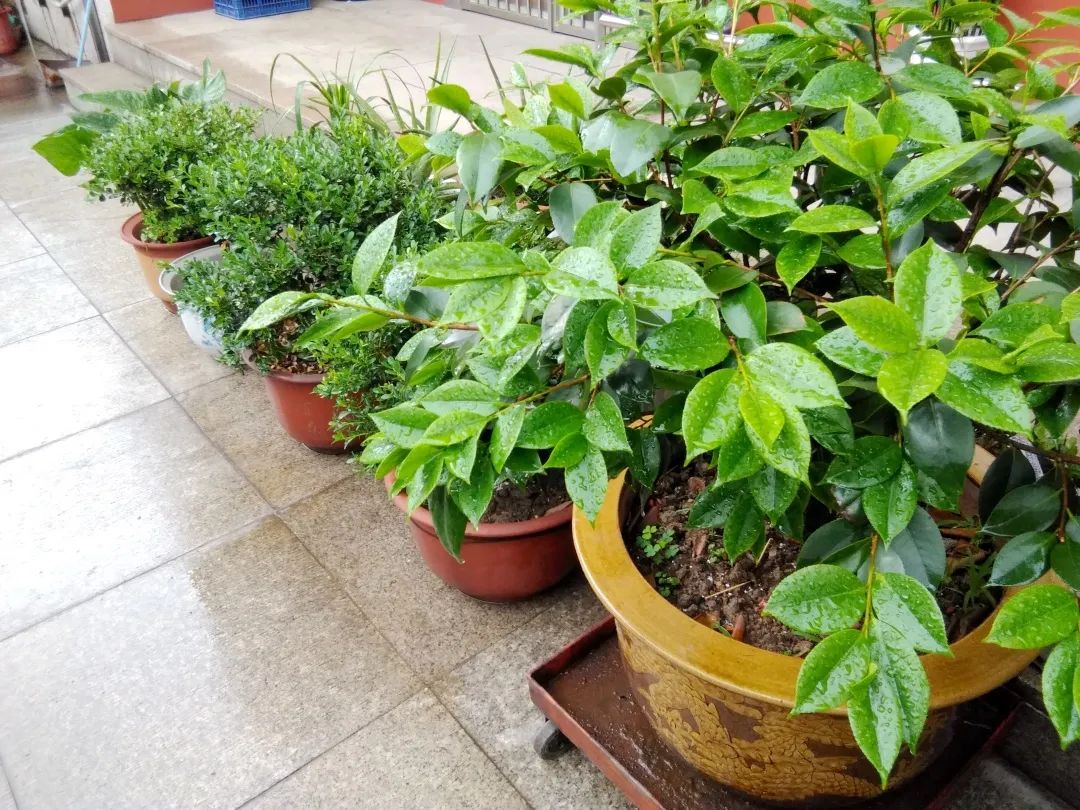 风景好的地方江阴,江阴好风景