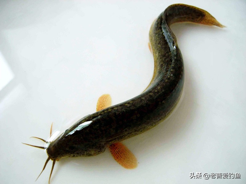 为什么泥鳅党不受欢迎,为什么泥鳅党屡禁不止