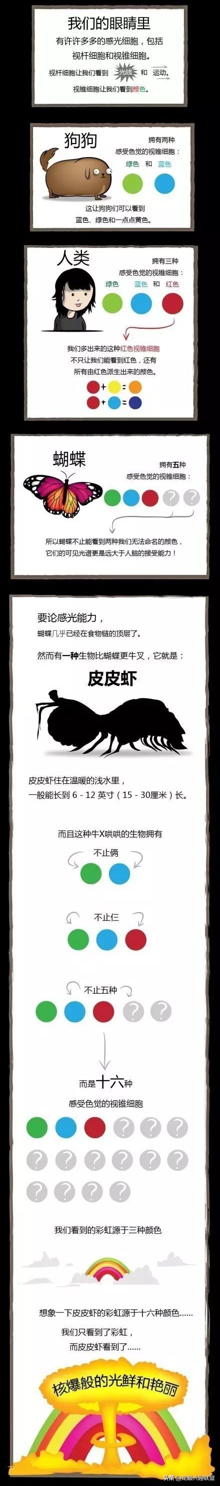 皮皮虾真的那么神奇吗,皮皮虾真的有那么恐怖吗