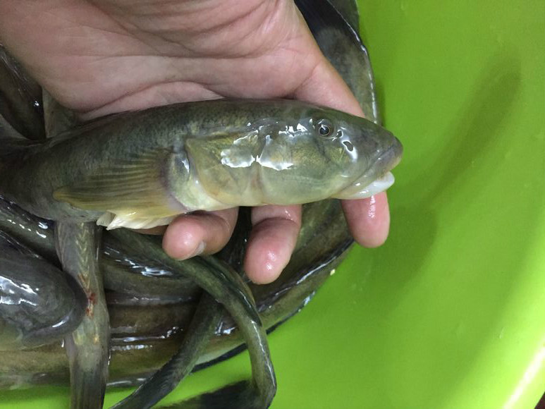 为什么钓的全是趴地虎,趴地虎有多难钓