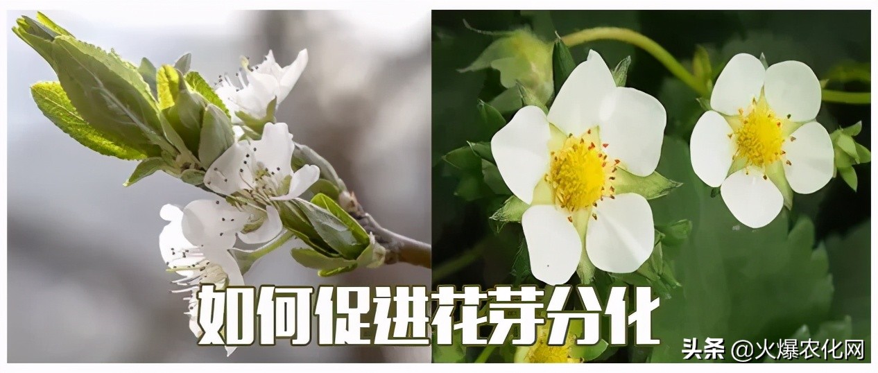 一串开花100多朵！这个促花剂太神奇？0激素！快促花！膨果实