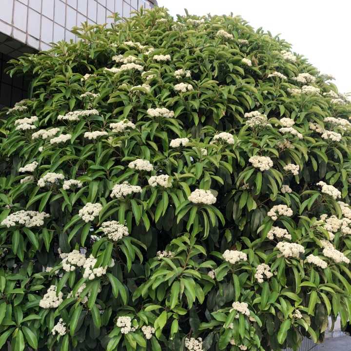 论石楠花的“正经”往事：蜀人称其为“让树”，李白曾赠诗女道士