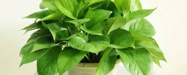 绿萝黄叶可以用多菌灵吗,大叶绿萝柱黄叶怎么挽救