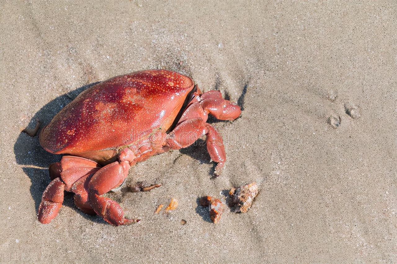 死螃蟹的正确食用方法,死螃蟹为什么不能吃呢