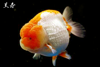 8-10厘米兰寿和10-12厘米兰寿混养吗,饲养兰寿金鱼有哪些注意事项