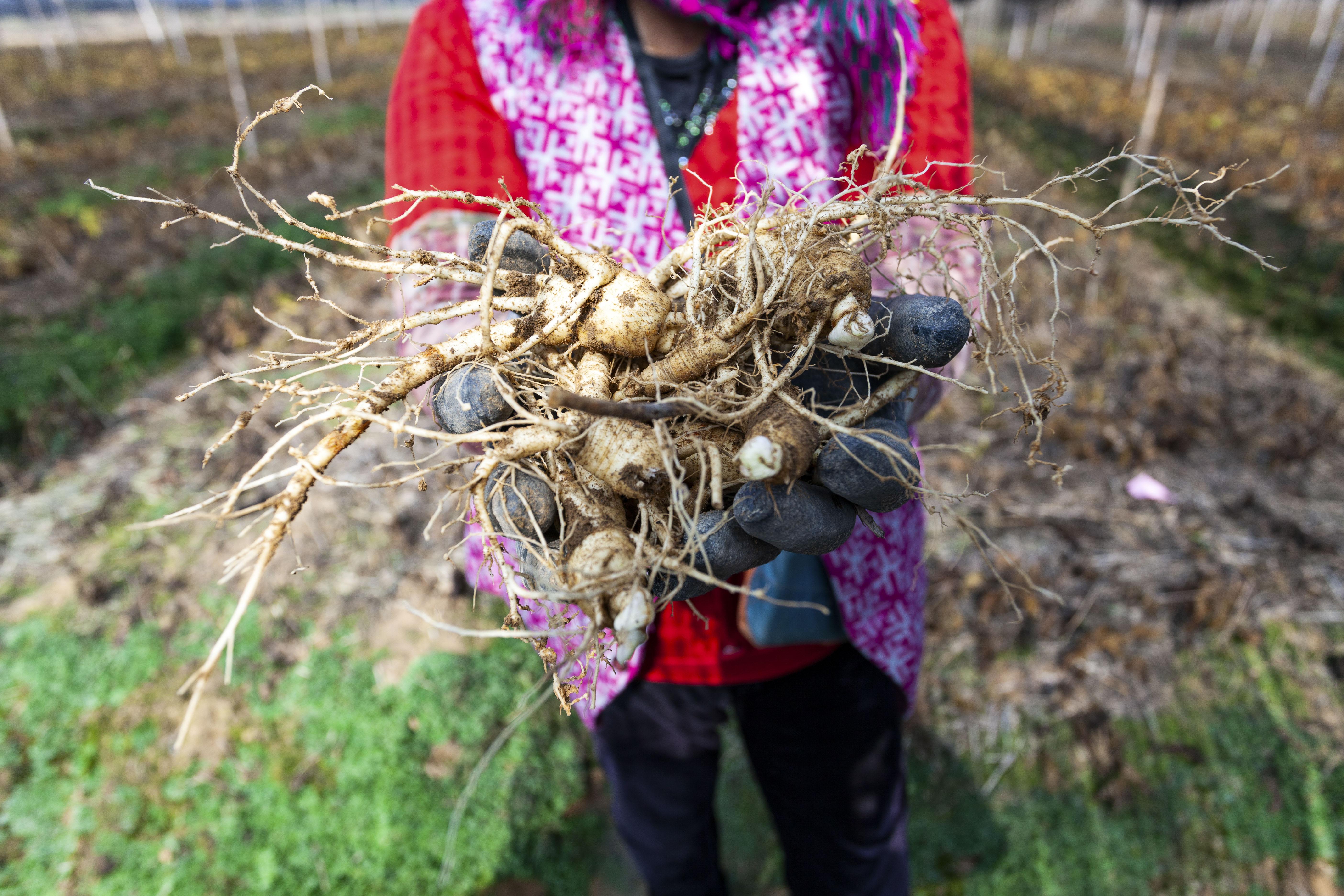 乡村振兴看沂蒙,打造乡村振兴齐鲁样板威海篇