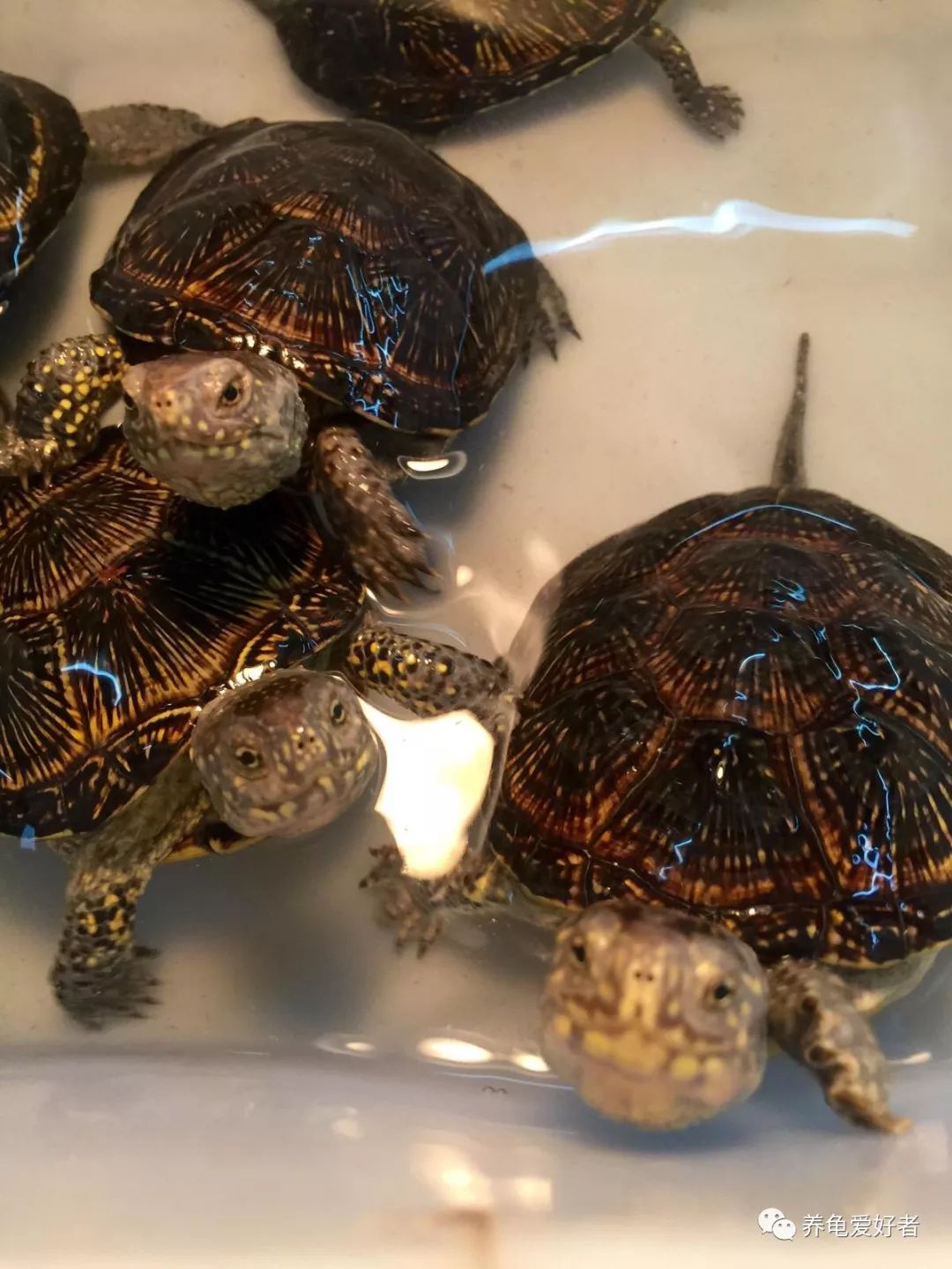十个经验小法则让你养龟更轻松,养龟技巧视频教程全集