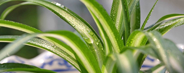 金心吊兰的养殖方法和注意事项,金心吊兰叶子根部腐烂怎么办