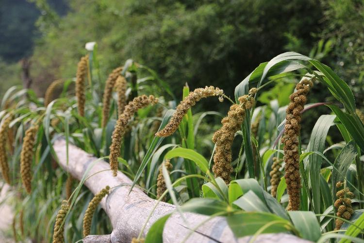 黑米是不是都要掉色,黑米掉色是花青素么