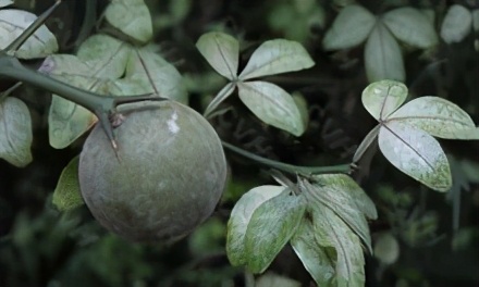 「创澳分享」荟香科主要种属有哪些