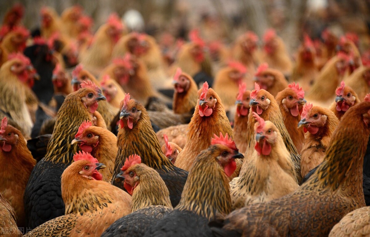 最挣钱的养殖业养殖什么不愁销路,见效快的养殖业十大暴利养殖行业