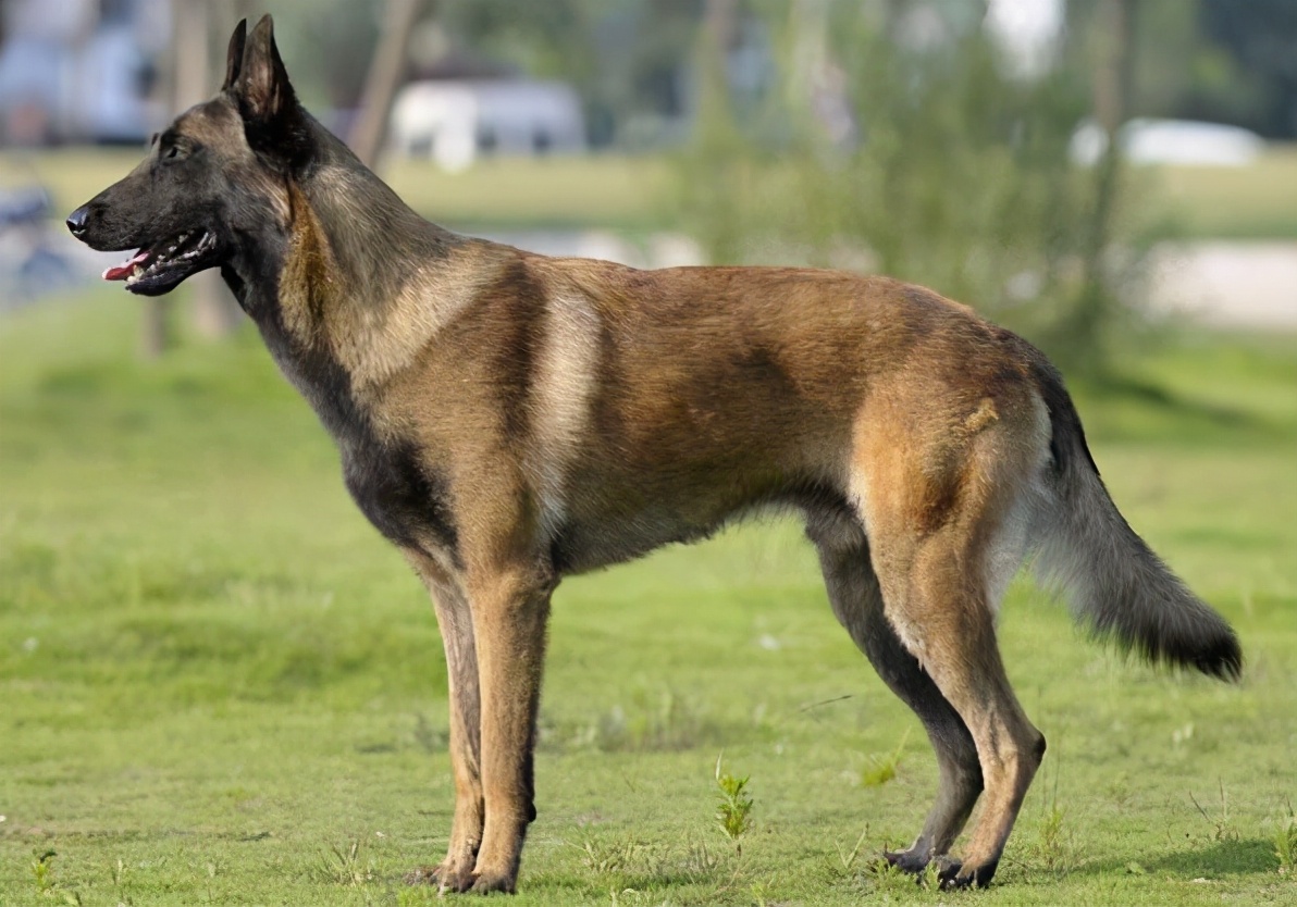 饲养马犬时,6*禁大**忌不能犯