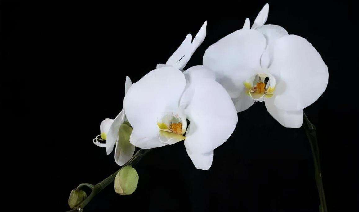 鍏拌姳绉嶇被鍥鹃壌,鐪嬭姦澶磋鲸鍏拌姳绉嶇被