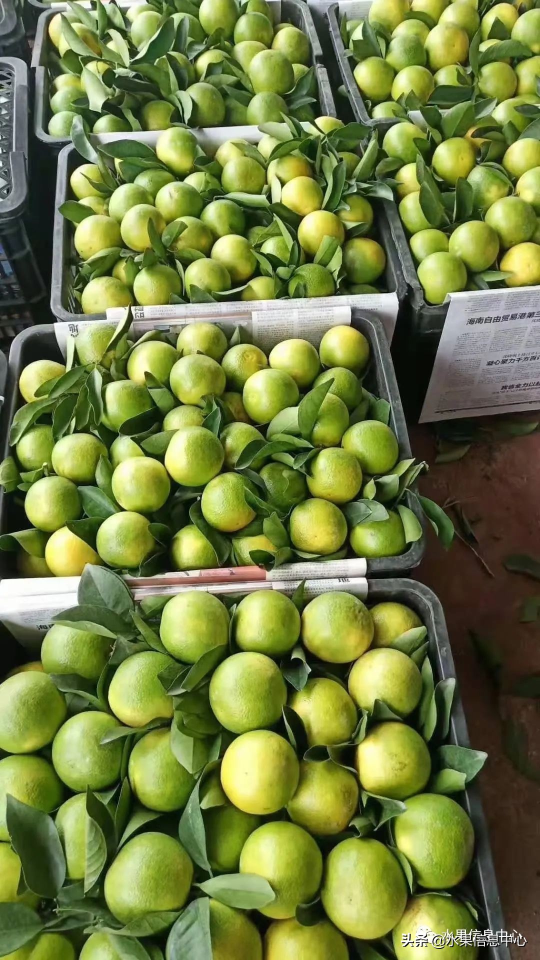 海南水果都有哪些品种图片及名称,海南水果上市时间表赶快收藏吧