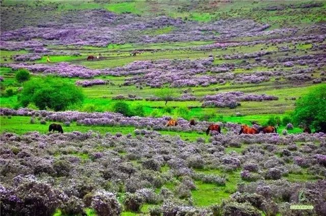 鍏板潽鍗拌薄,鍏板潽涔″湡鍗拌薄