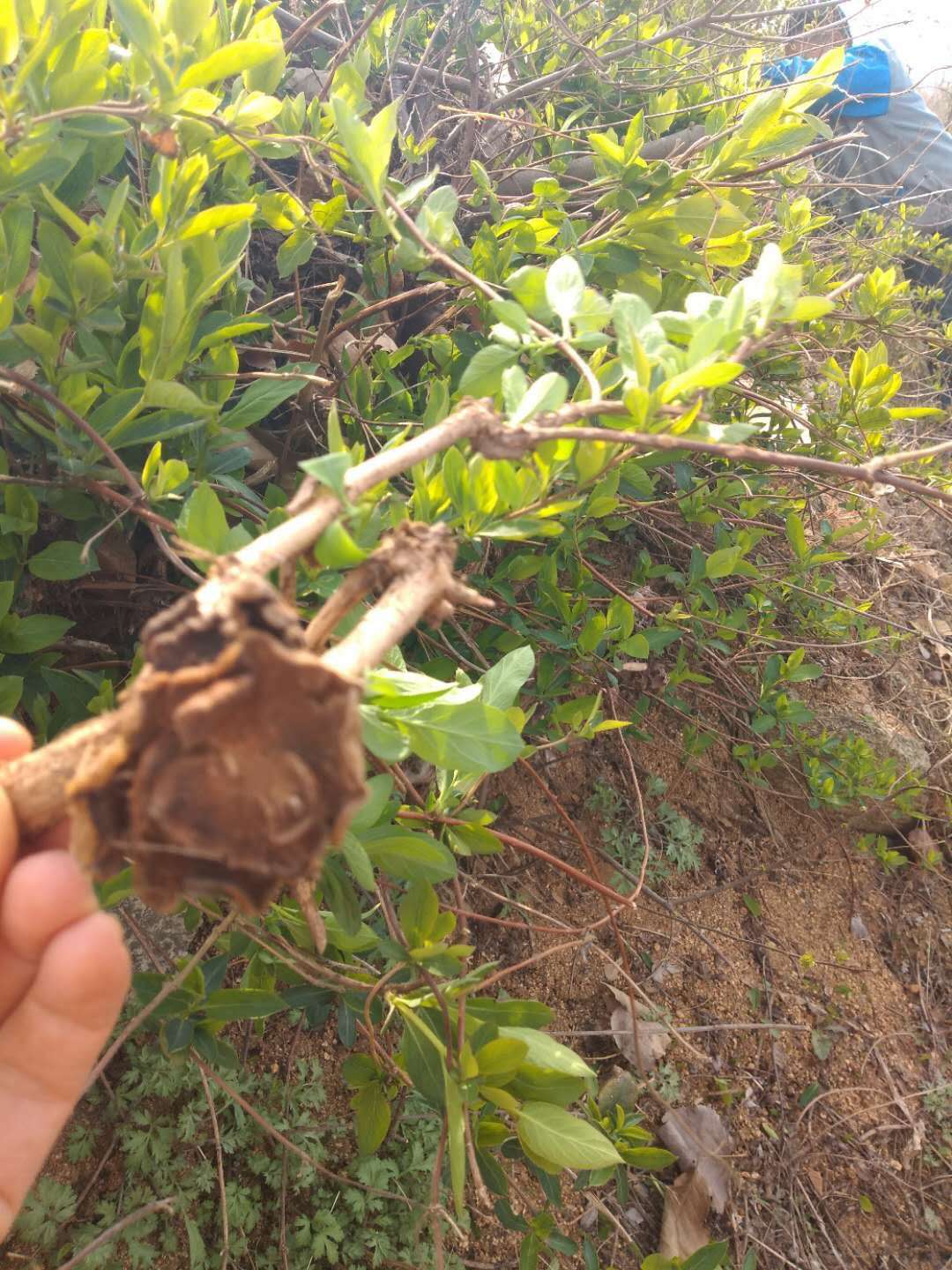 金银花树上长的蛾子哪里能买到,金银花树上长的蛾子是药材吗