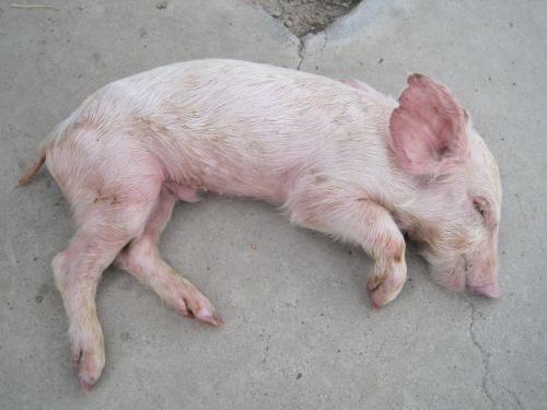 仔猪腹泻有啥办法治疗,仔猪治疗腹泻的最好办法