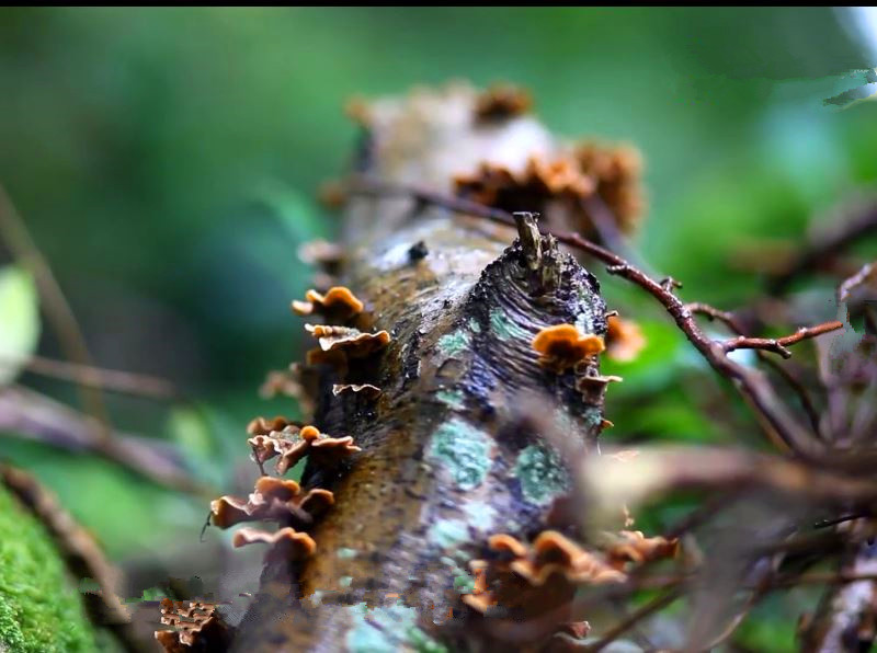蘑菇是真菌还是植物,香气很浓的蘑菇叫什么菇