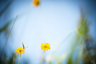瑜伽树式练习,你到底适合哪种瑜伽练习