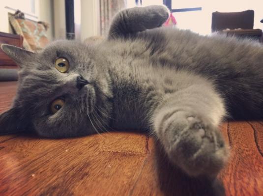 猫咪睁着眼怎么还打鼾,猫咪睁着眼睡觉是什么意思