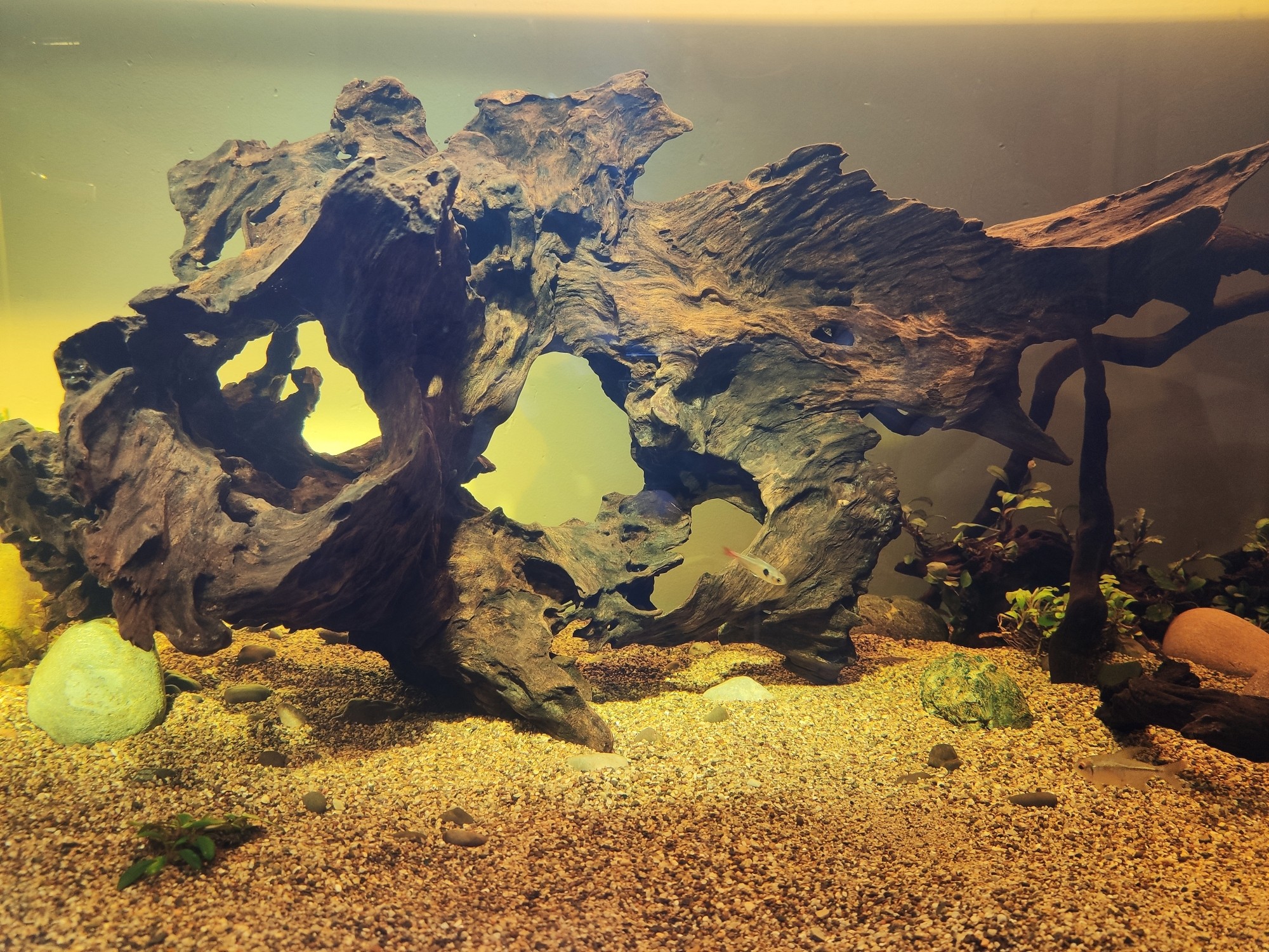 鱼缸的水变绿对鱼有影响吗,鱼缸的水为什么变黄