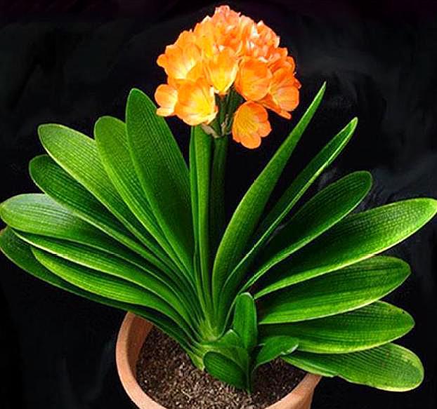 盆栽花里生小飞虫有什么药治飞虫,盆栽飞虫怎么消灭