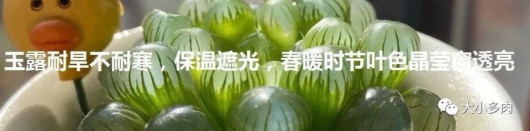 熊童子老叶干瘪新叶不长,熊童子很饱满但没有爪子怎么办