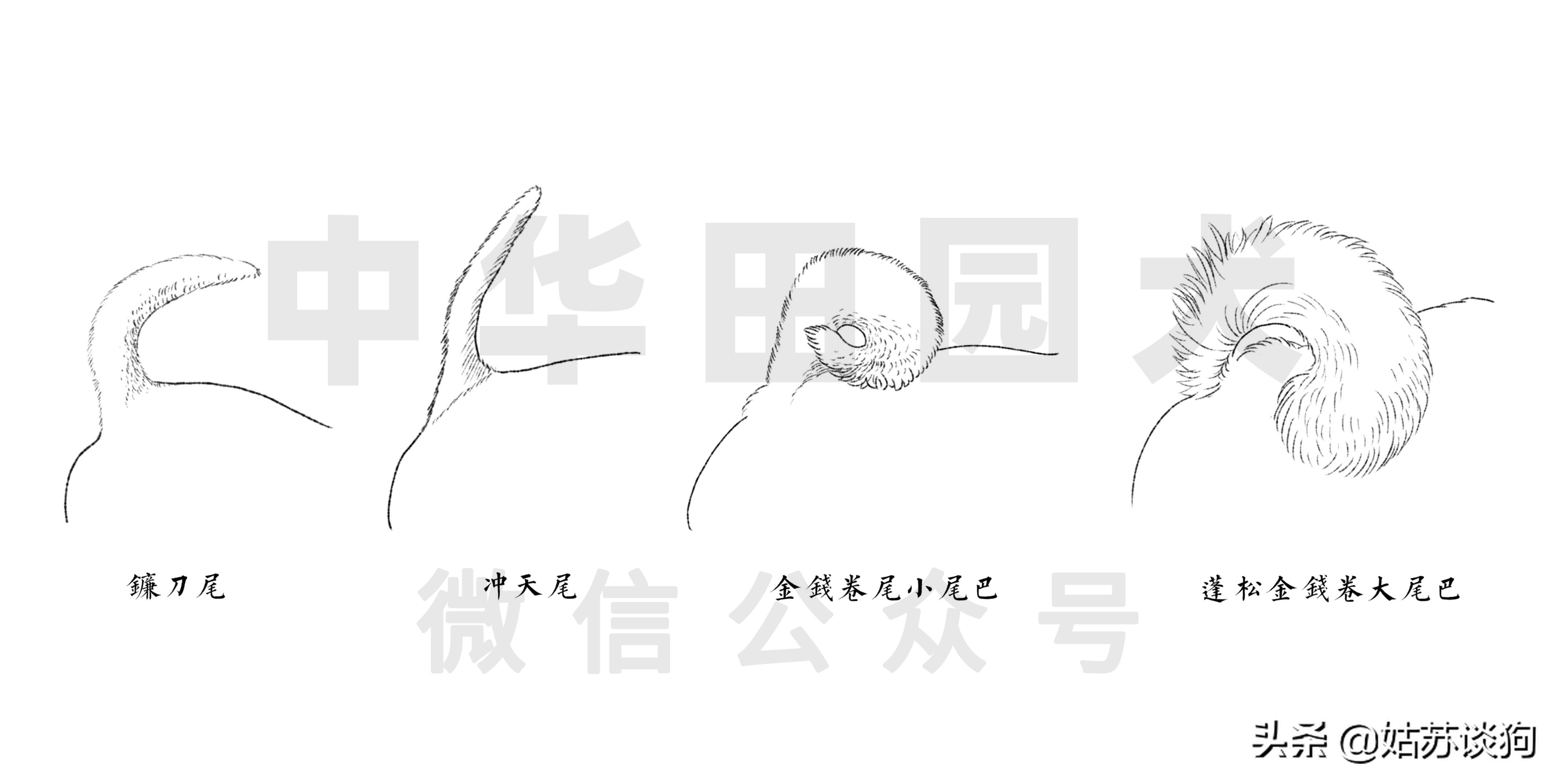 中华田园犬和品种犬有什么区别,中华田园犬什么狗最好养又听话