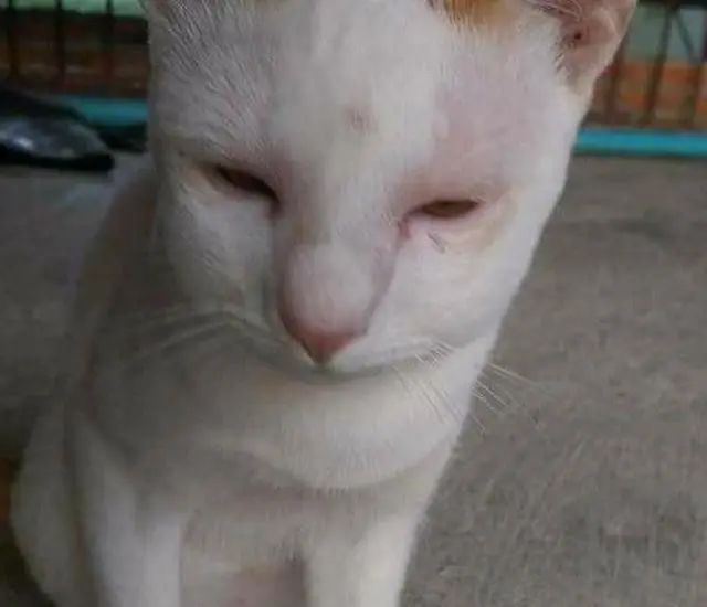 齿痕舌是内湿顽固的标志，教你4个方法，长期坚持消齿印