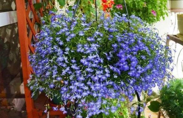 土养花如何杀虫杀菌,养花的土壤怎么样才能杀菌杀虫