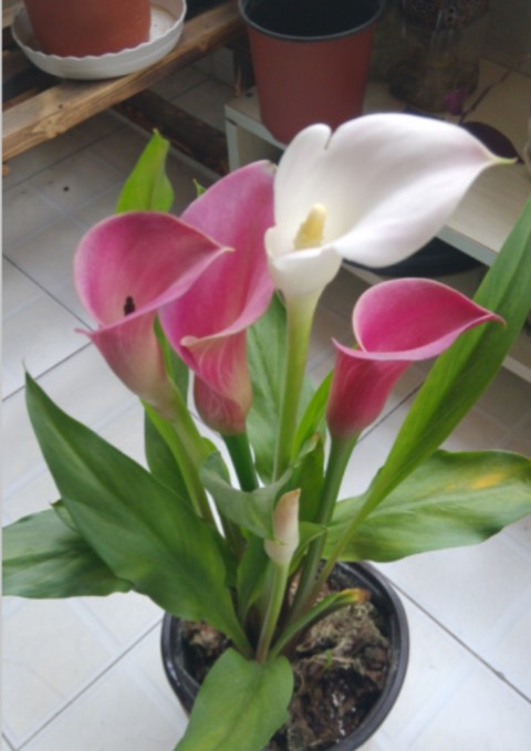 阳台只养一种花全年花开不断,适合庭院养的10种花