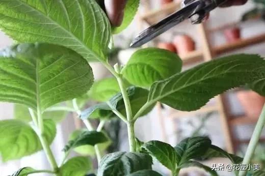 绣球花为啥不长花芽,绣球花不开花的原因和解决方法