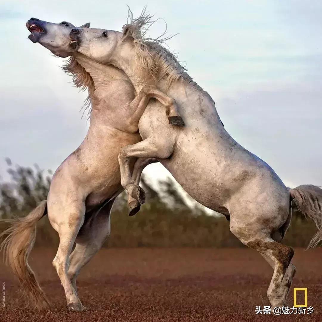 美国国家地理杂志2020摄影作品,美国国家地理杂志摄影展