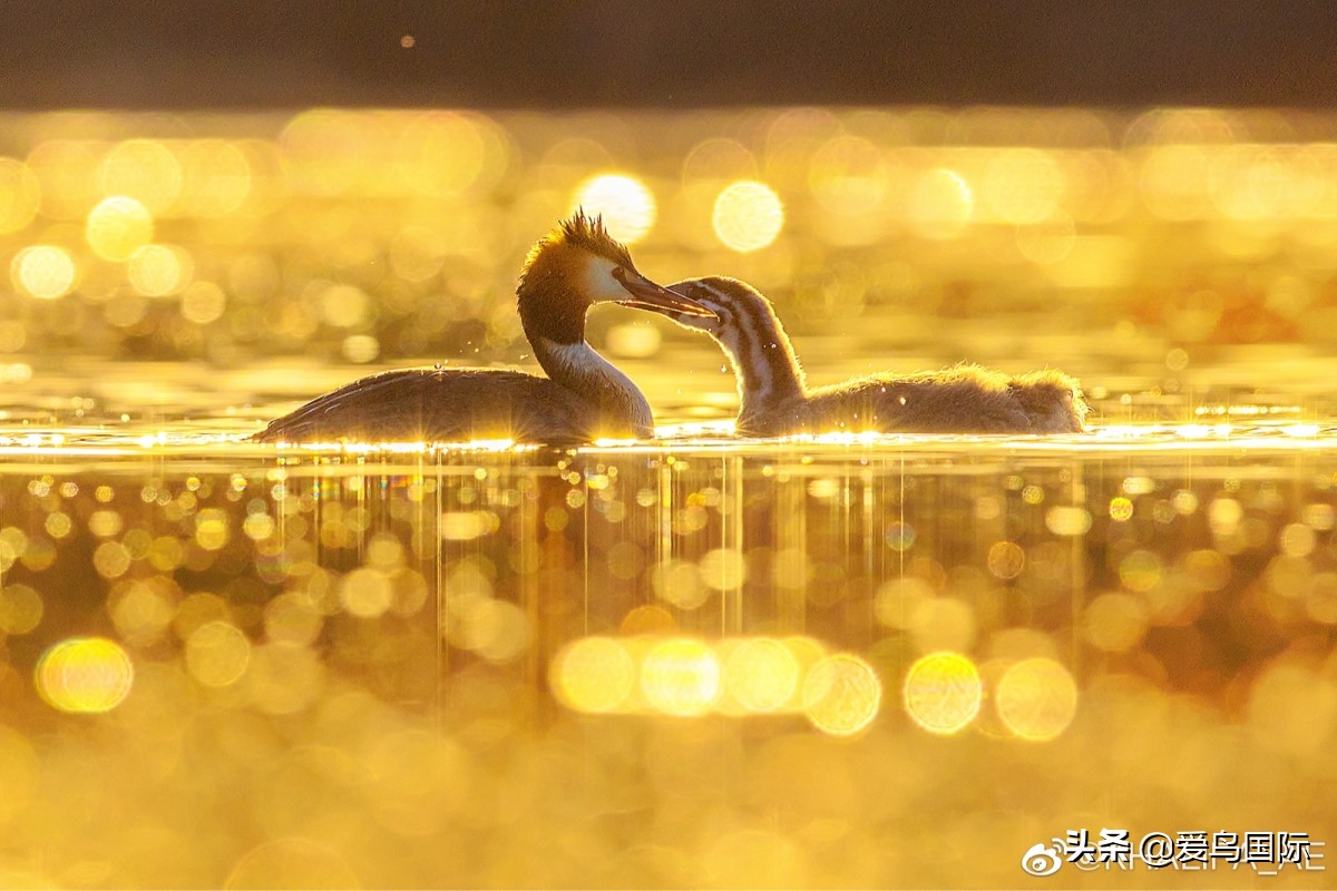 2020观鸟大年,观鸟大年完整版