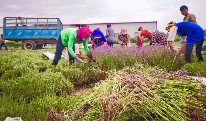 东方普罗旺斯薰衣草,伊犁的薰衣草哪个最大