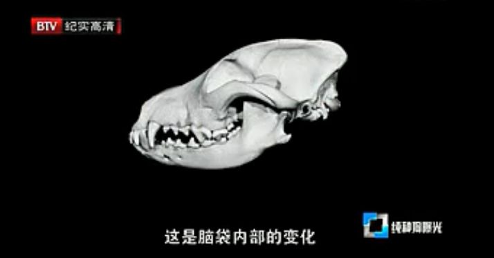 人类对狗的伤害,人类对狗的迷惑行为