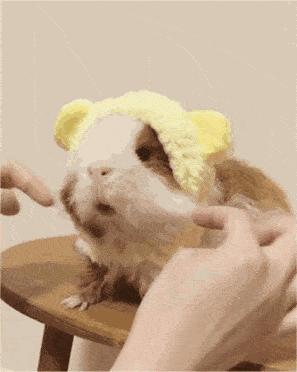 荷兰猪和荷兰鼠有什么区别,荷兰猪是豚鼠还是小香猪