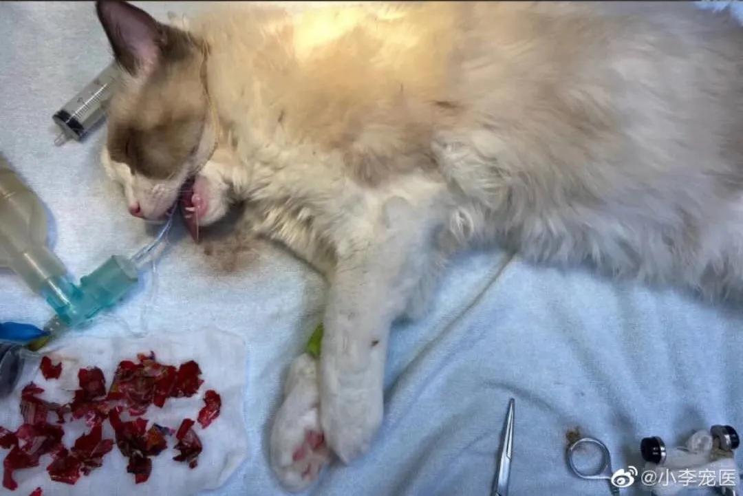 “我居然从猫屁股拽出了一根针！太可怕了！”