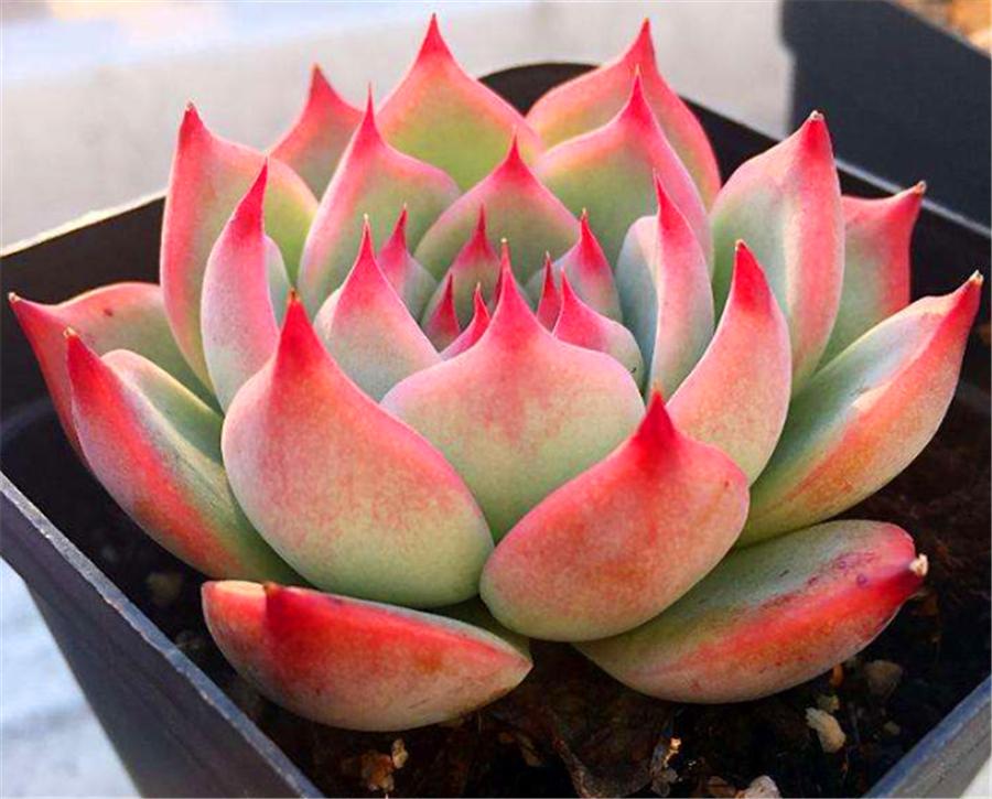 吉娃娃多肉爆头怎么办,吉娃莲多肉容易服盆吗