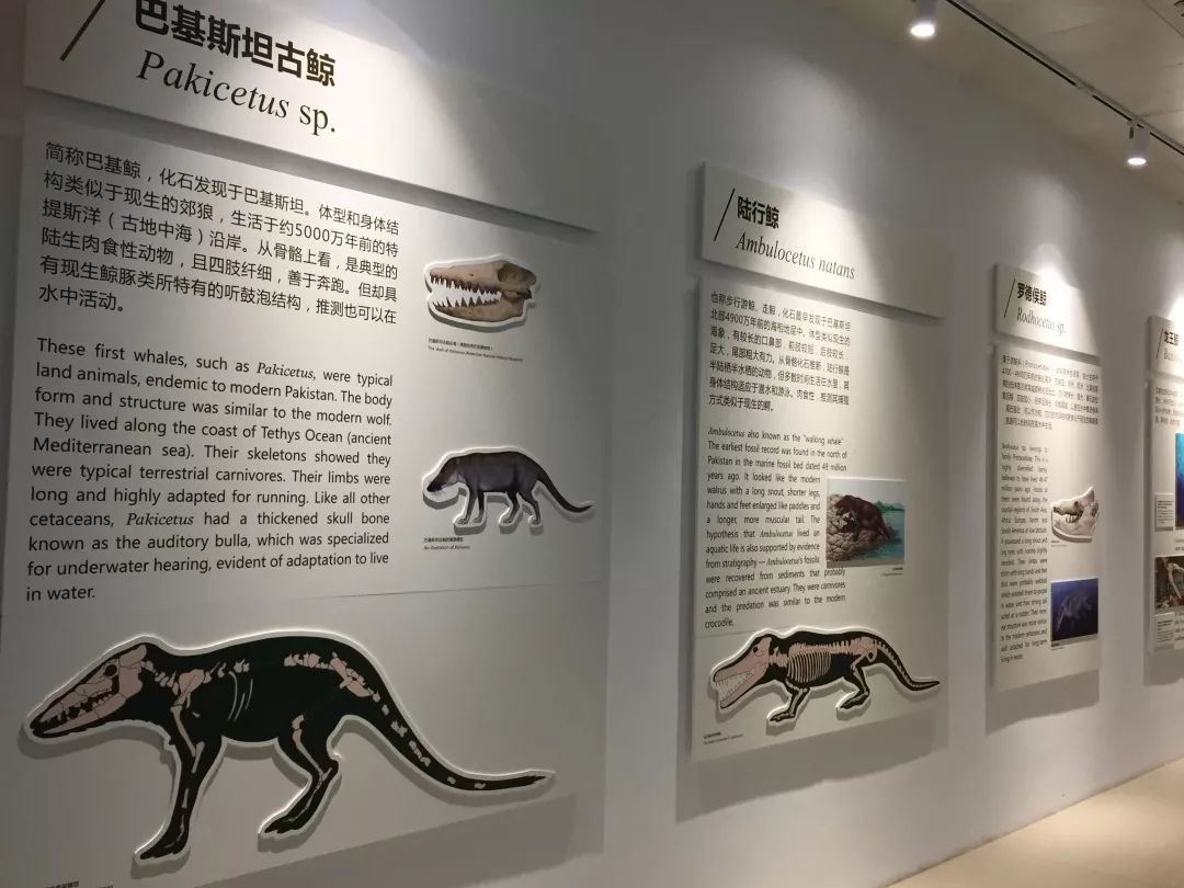 钦州三娘湾寻找白海豚,钦州三娘湾中华白海豚咬不咬人